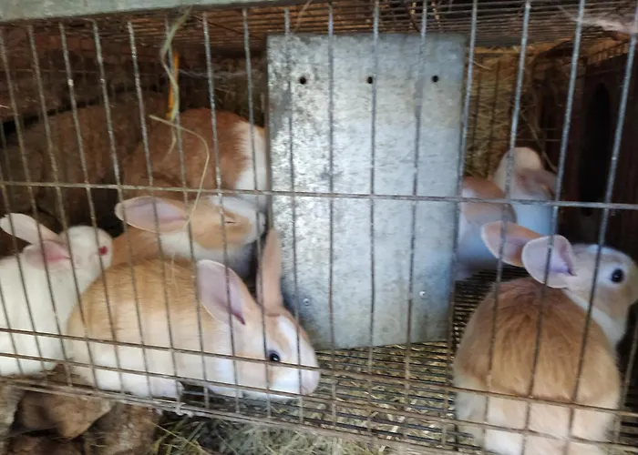 Aldeia De Casa vacanze *